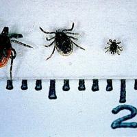 
	Ticks - life cycle