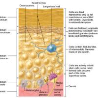 
	Diagram of normal epidermis&nbsp;